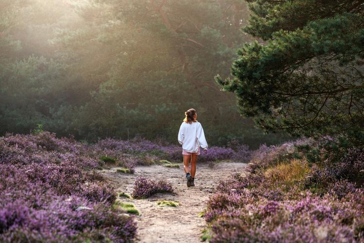 Wandelen door de Heide